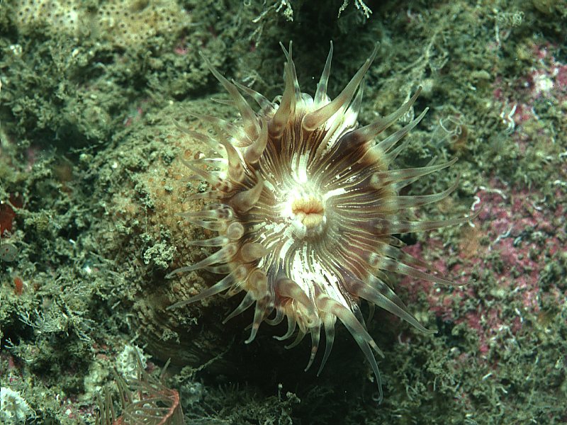 Hormathia coronata